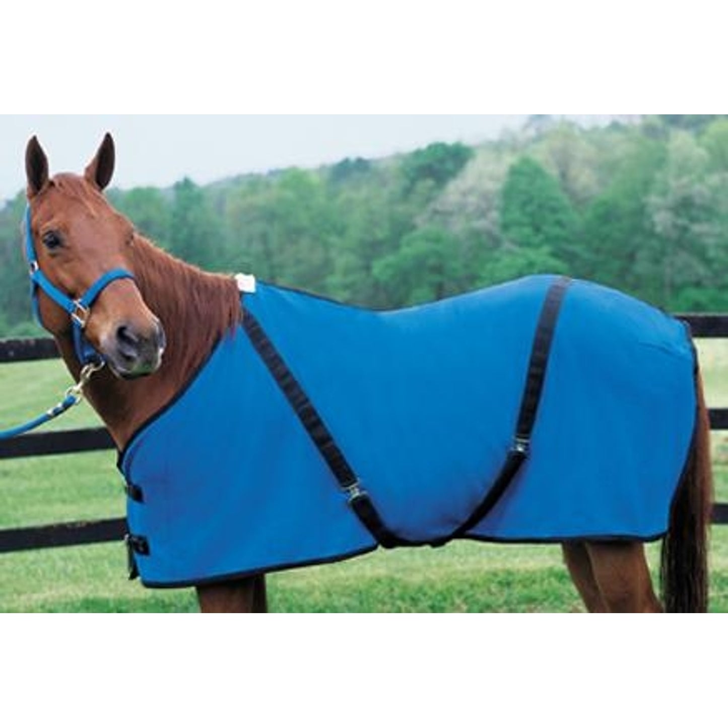 351500_blue.jpg