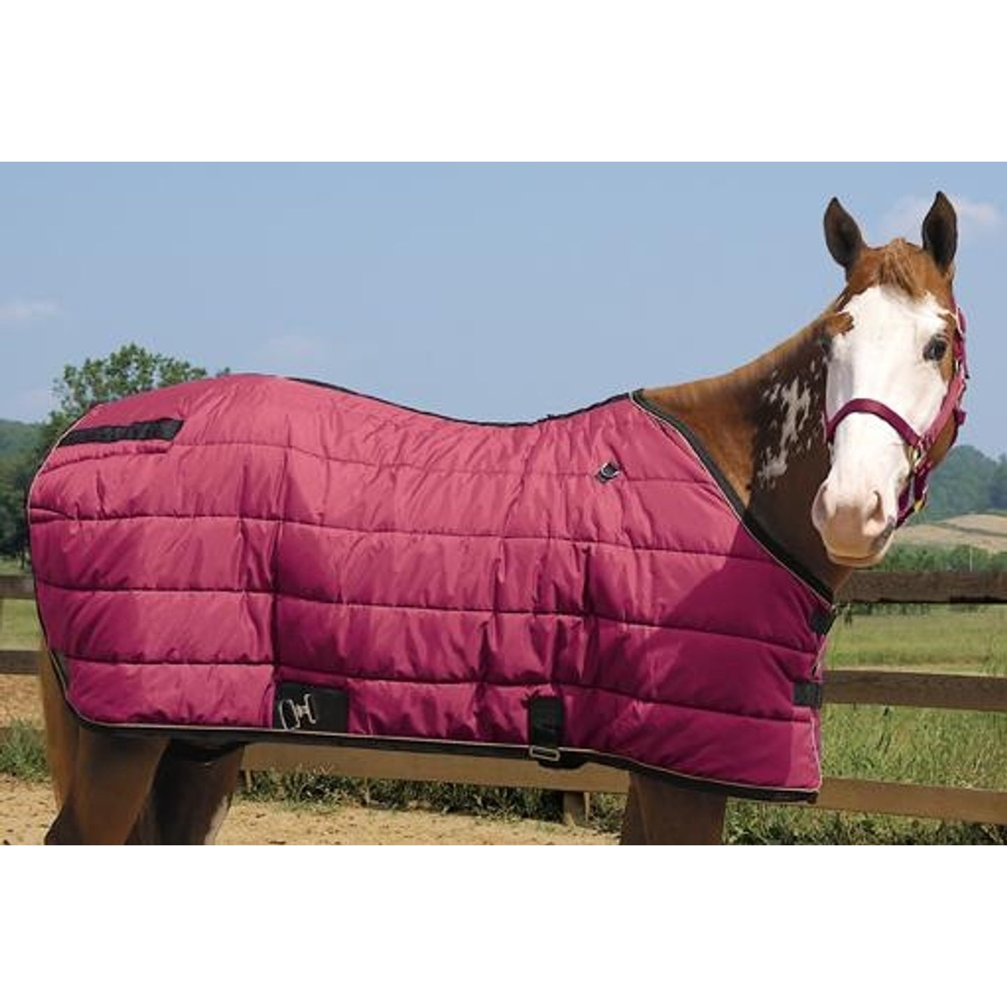 351511_burgundy.jpg