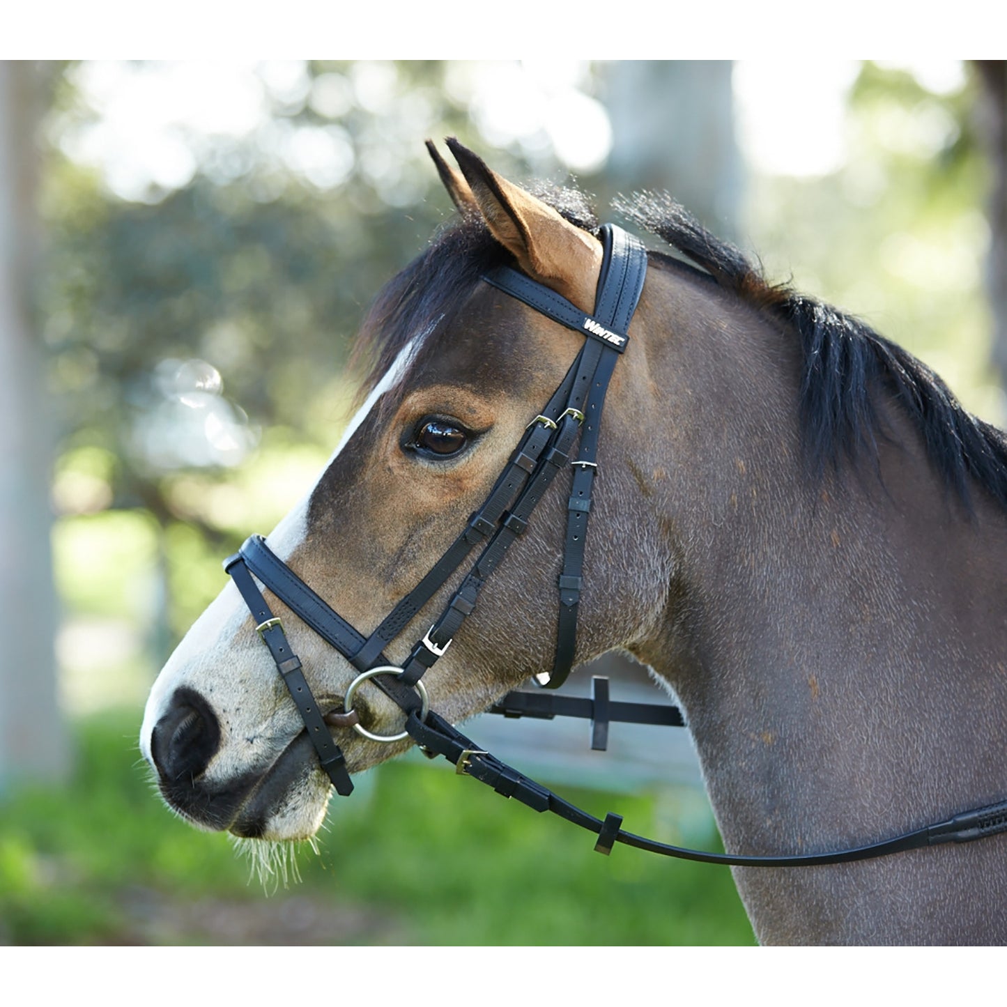 5-926110_pony.jpg