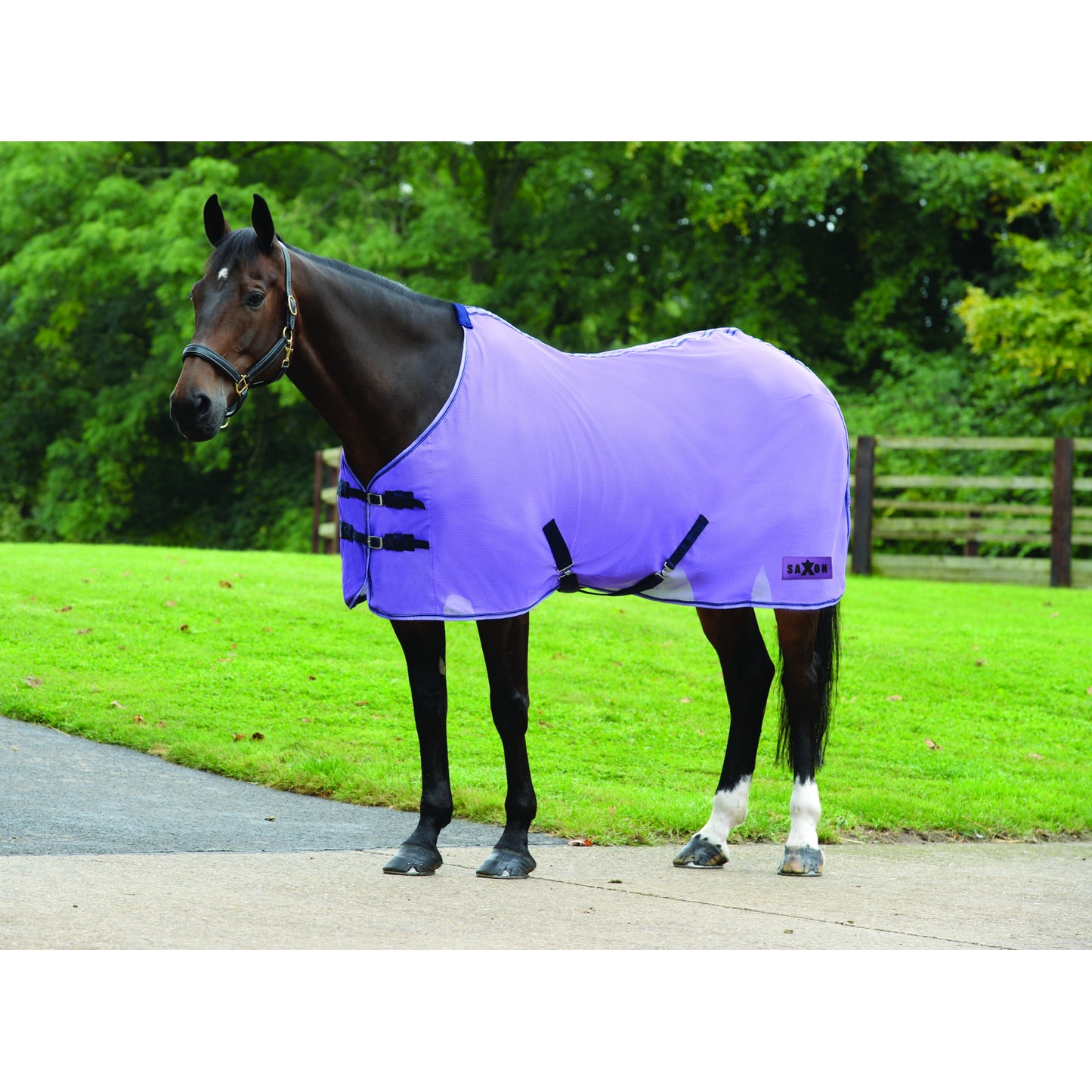 5-972483-purple.jpg
