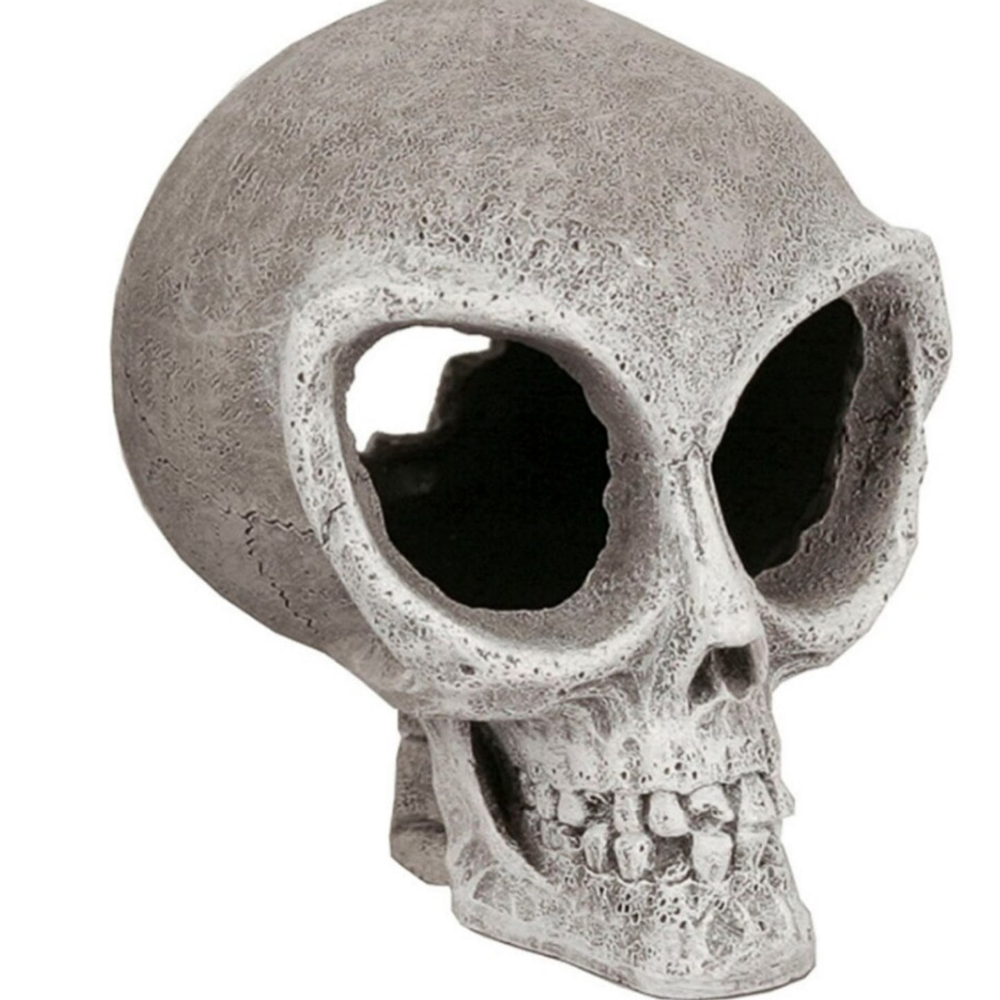 957590.jpg
