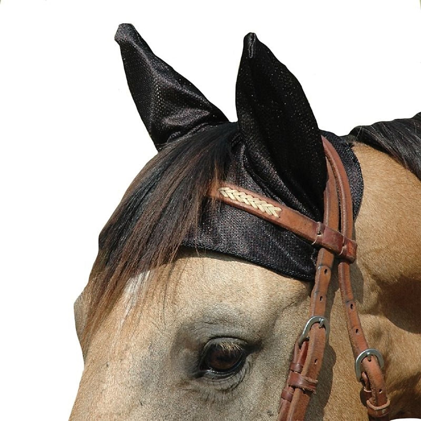 TE002190.jpg