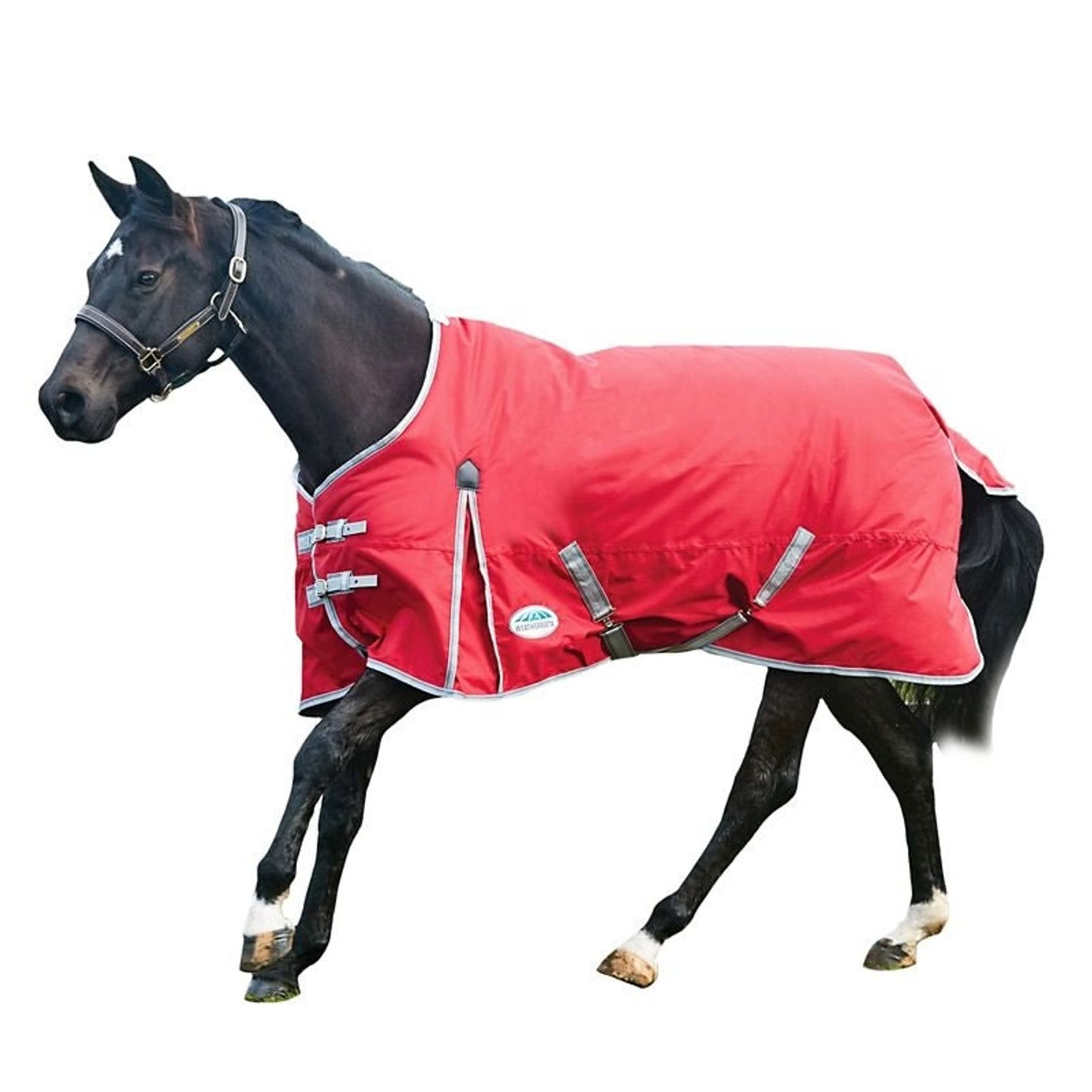 TE023756_RED_01.jpg