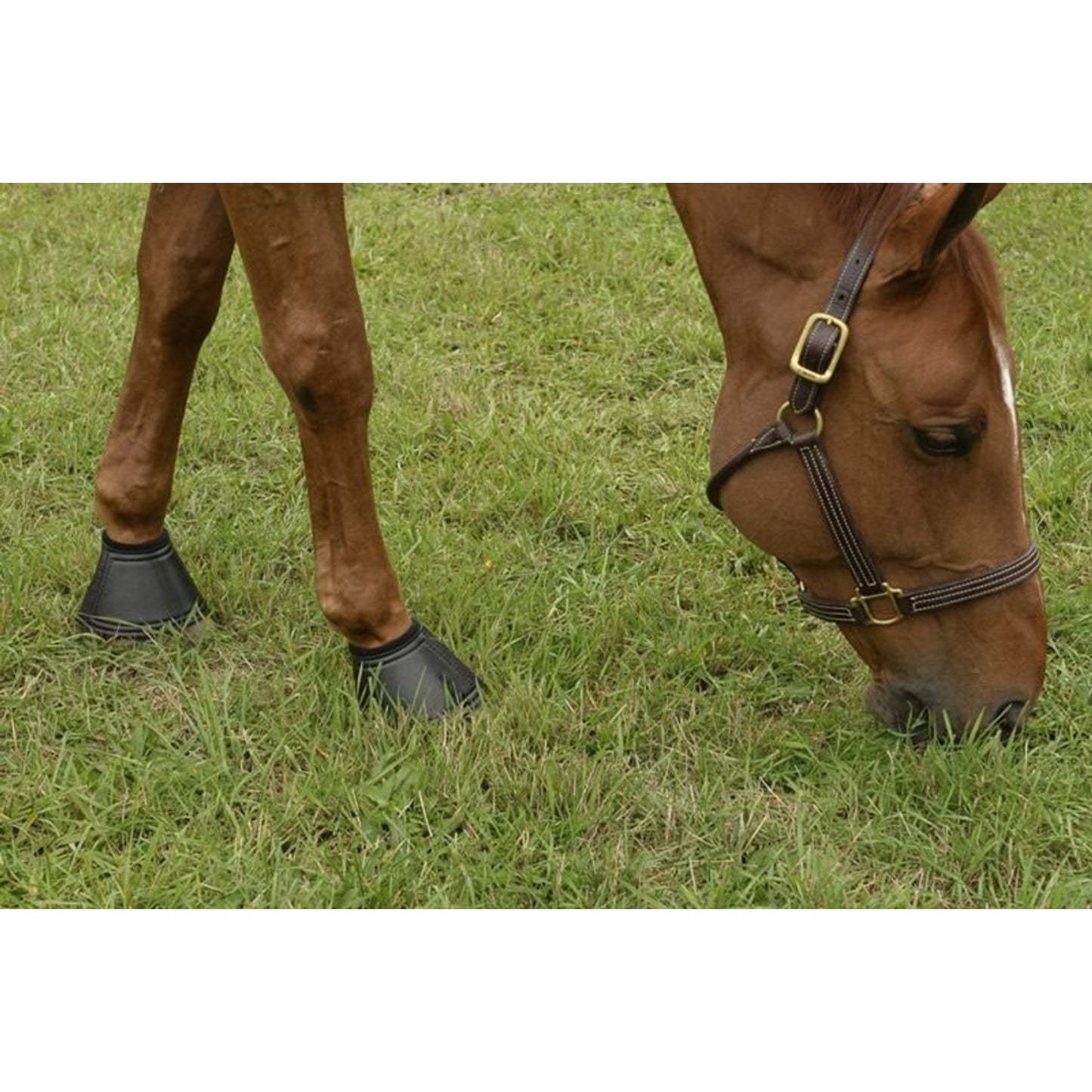 TE026834_graze.jpg