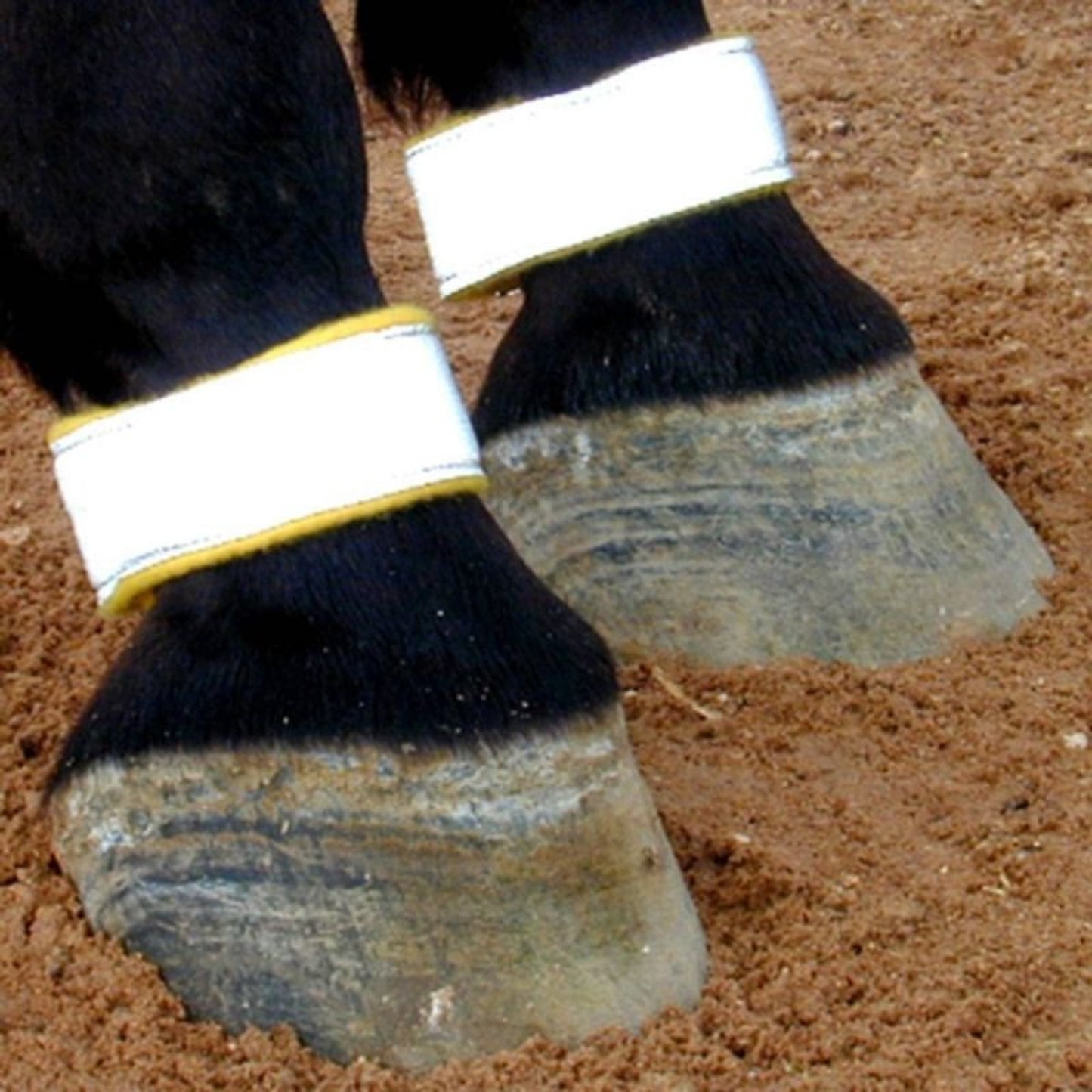 TE039367_P.jpg
