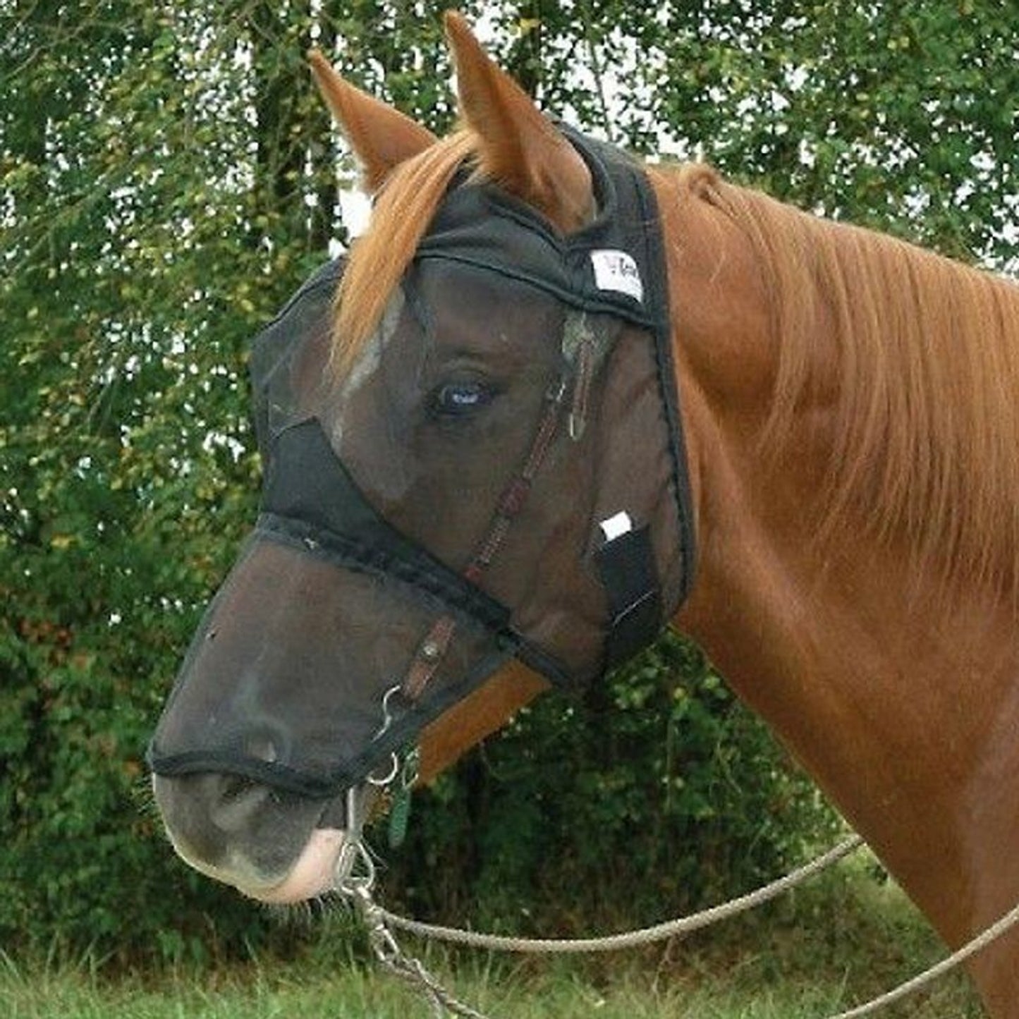 TE041520.jpg