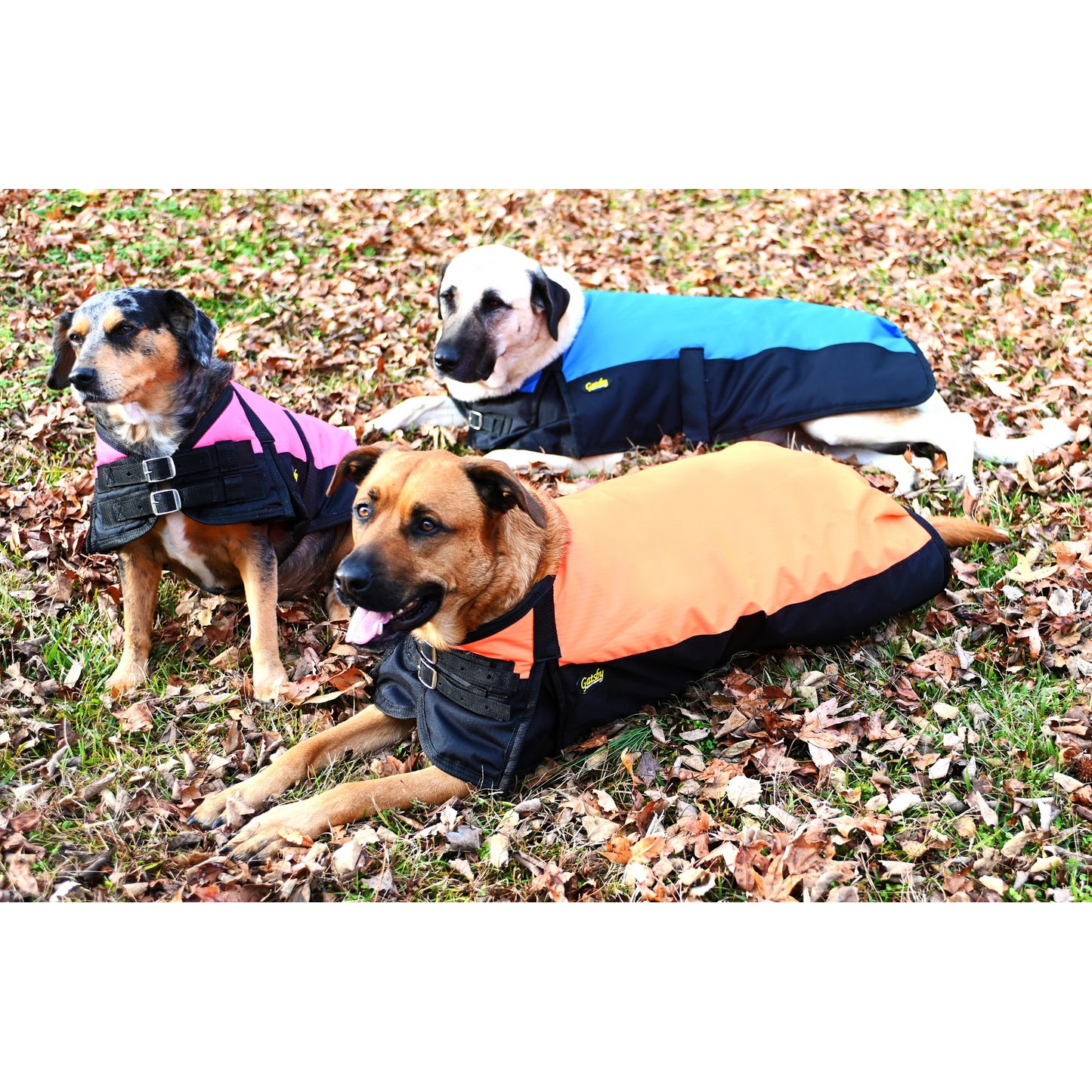 gatsbydoggrouplifestyle.jpg