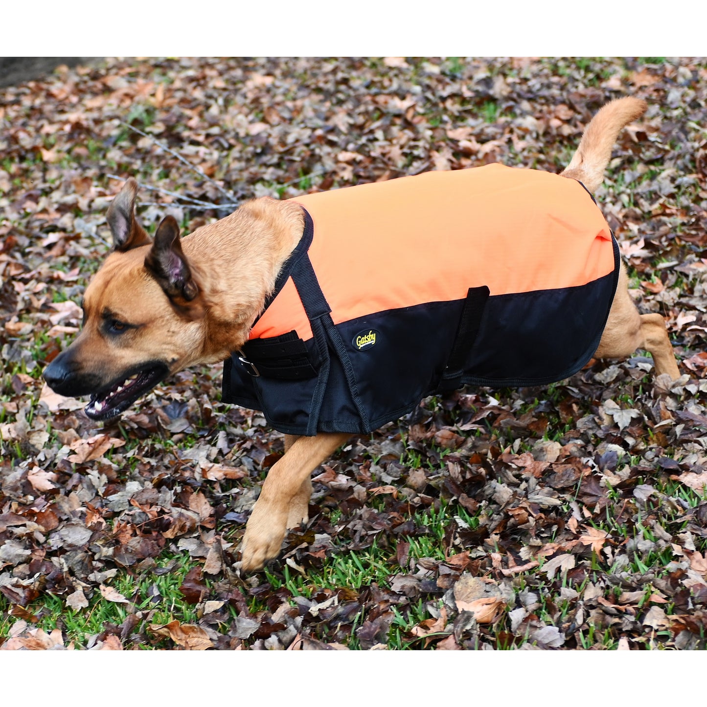 orangegatsbydoglifestyle.jpg