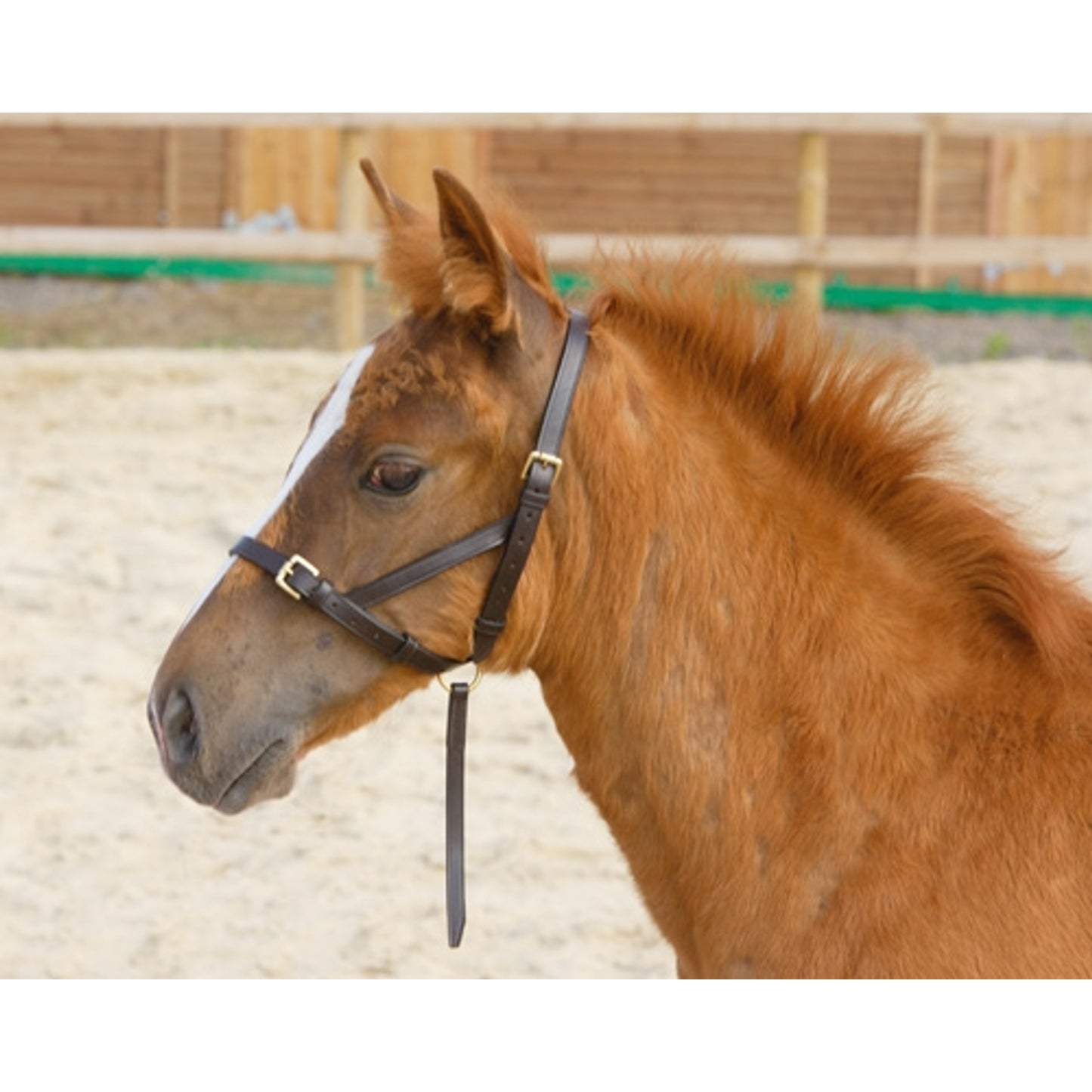 shires-4159.jpg