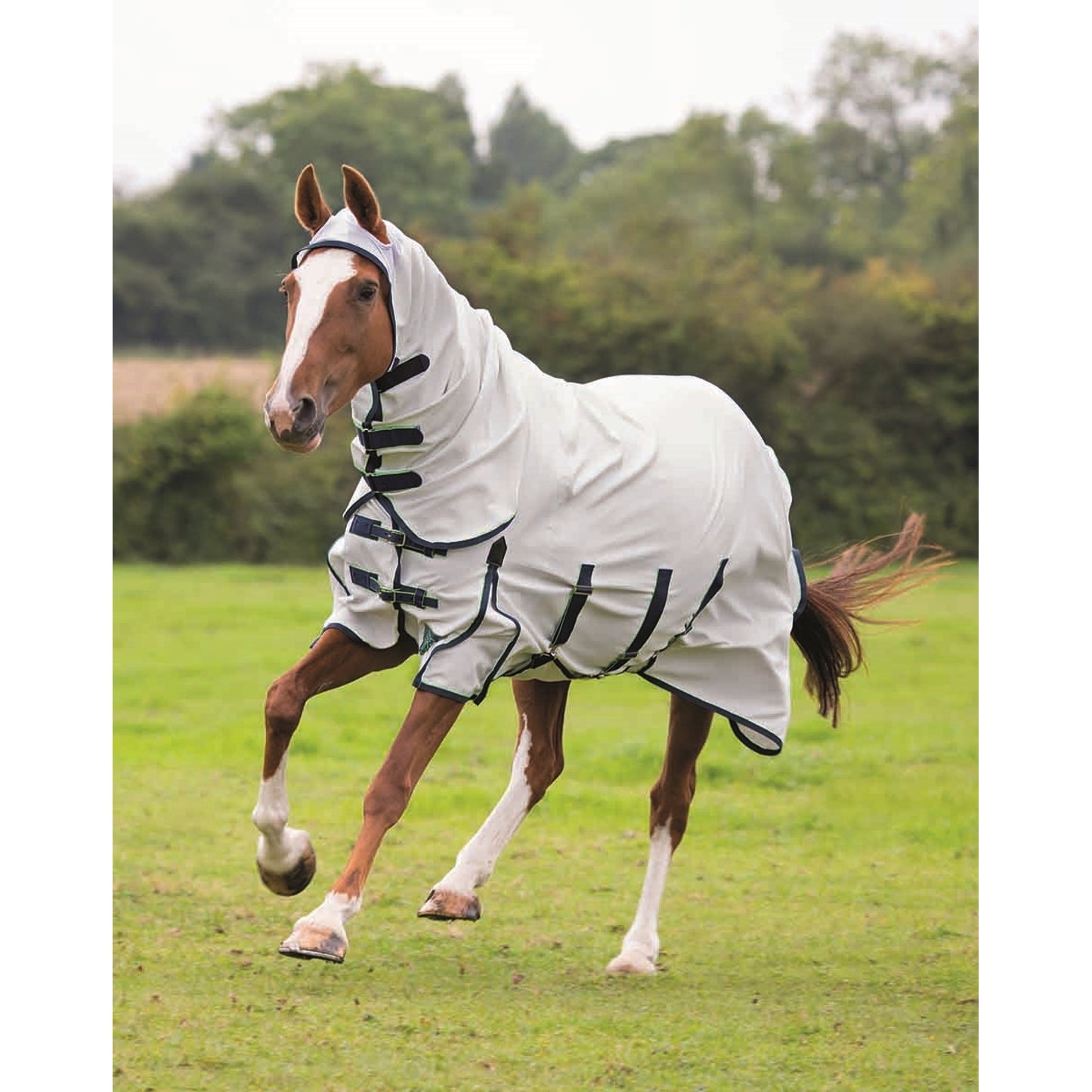 shires-fly-9321.jpg