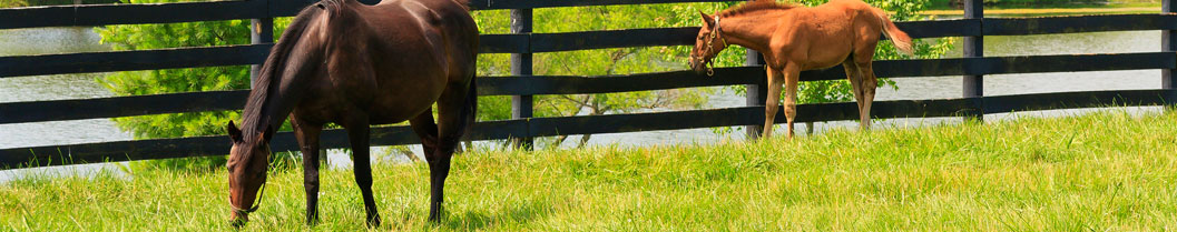 Grazing horses
