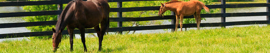 Grazing horses