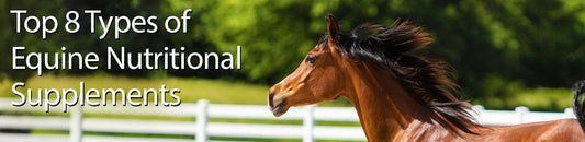 Top 8 Types of Equine Nutritional Supplements