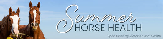 Summer Horse Health