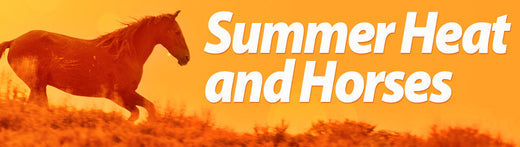 Summer Heat and Horses