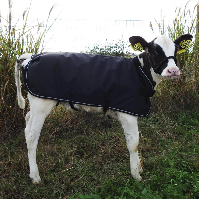Weatherbeeta Calf Coat Small Black
