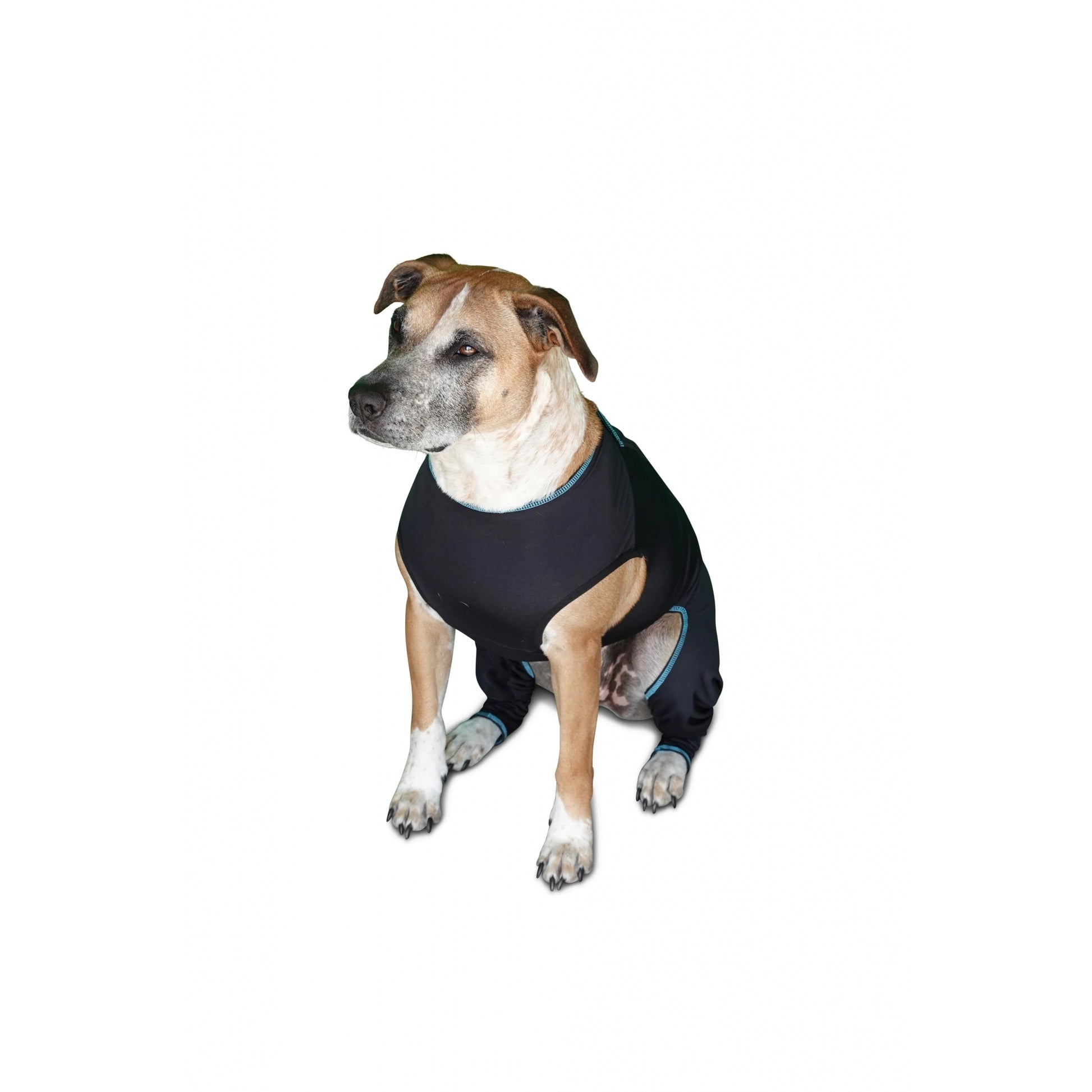 BeneFab Canine Comfort Suit