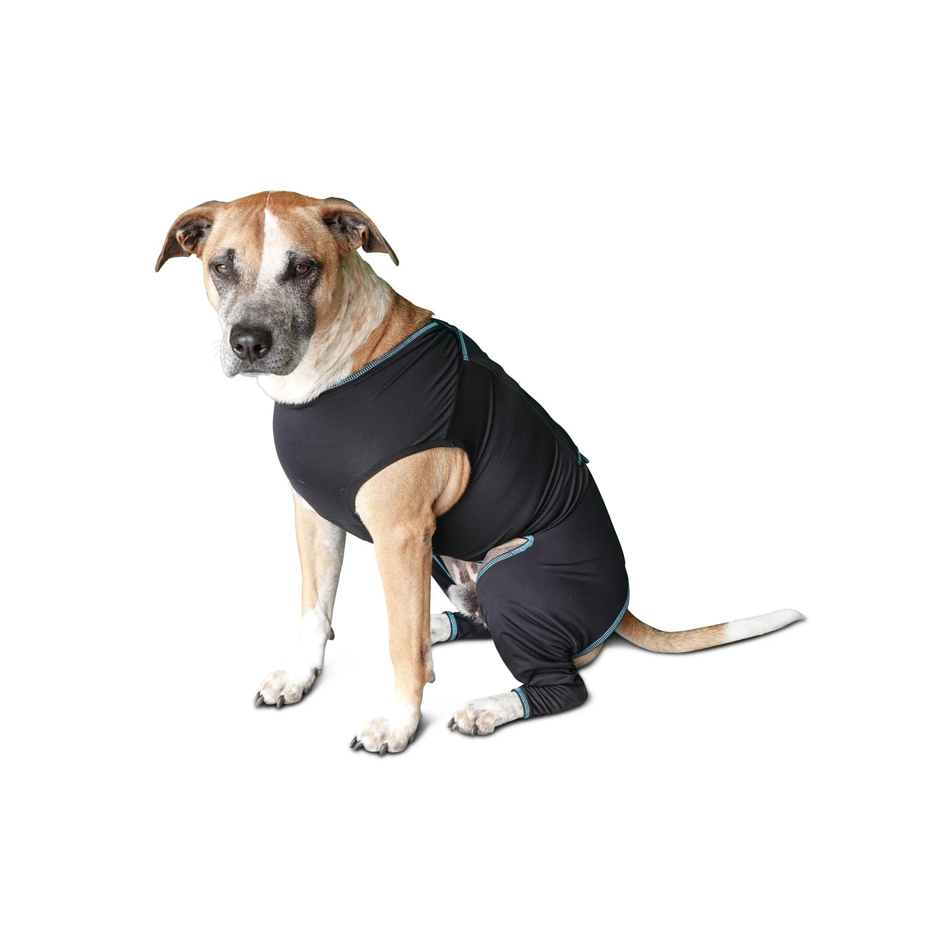 BeneFab Canine Comfort Suit
