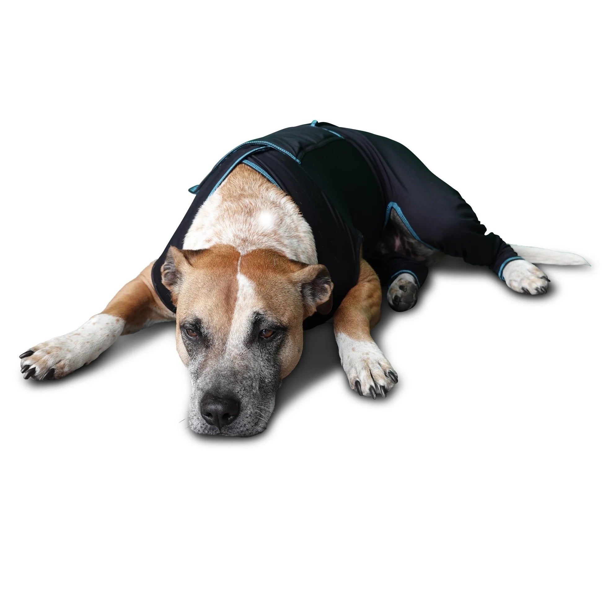 BeneFab Canine Comfort Suit