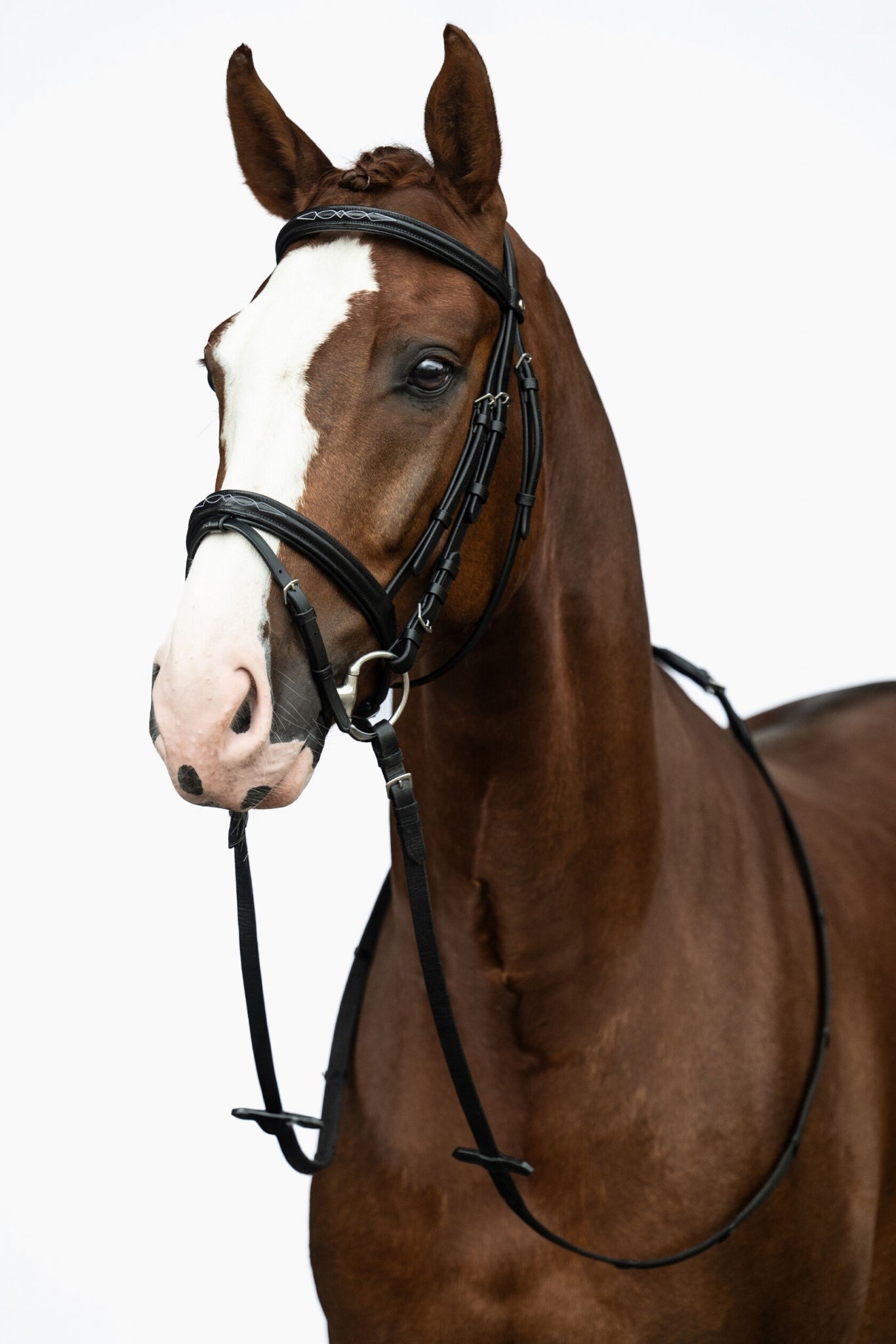 HKM Jana Bridle - Thumbnail 4