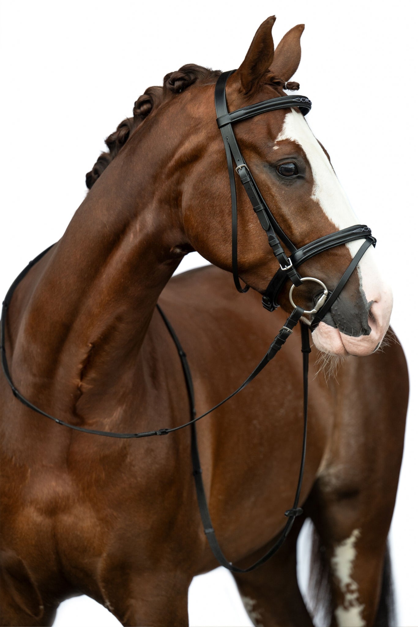 HKM Jana Bridle - Thumbnail 3