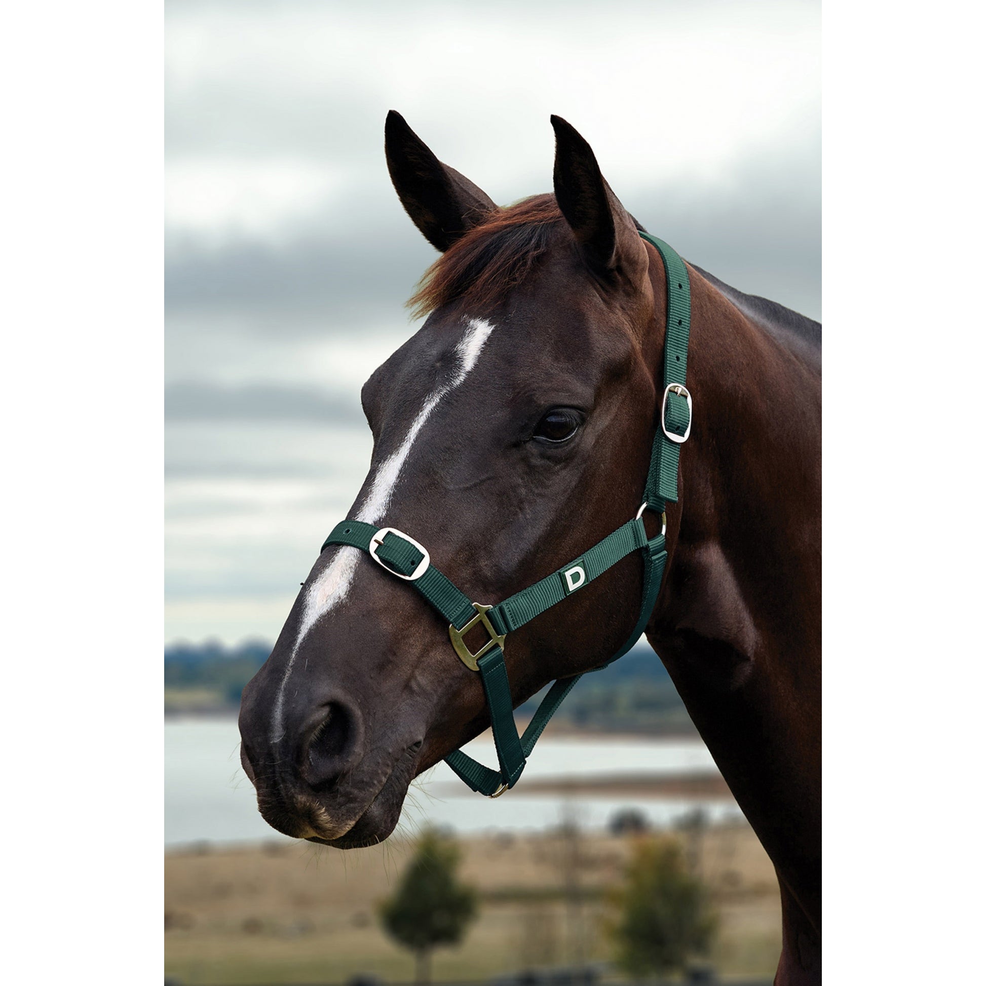 Dublin Everyday Breakaway Halter