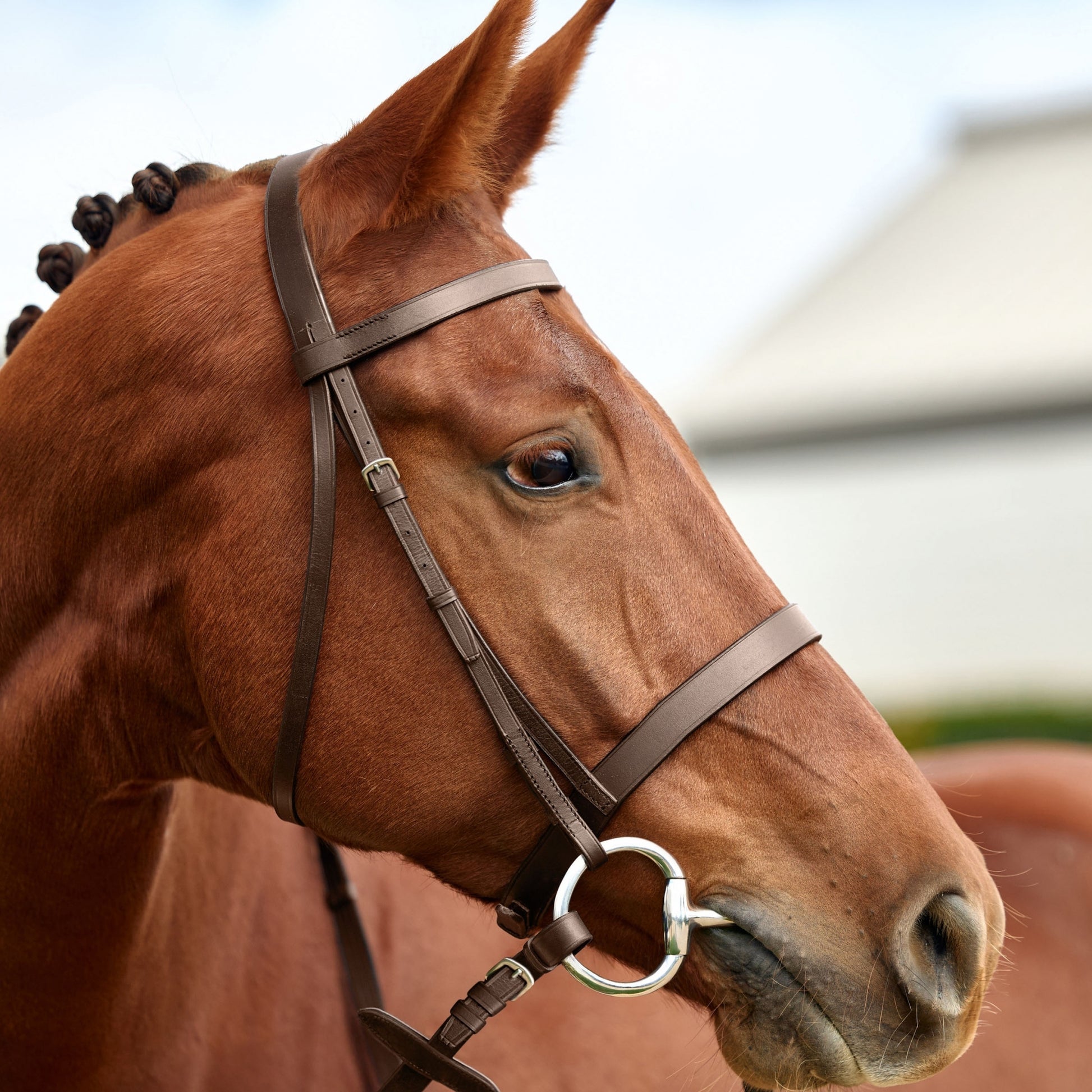 Dublin Flat Cavesson Bridle
