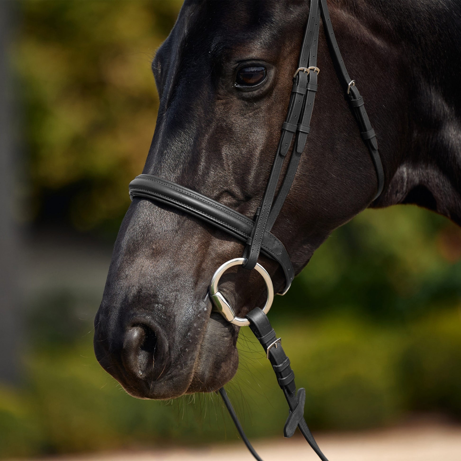 Dublin Padded Cavesson Bridle