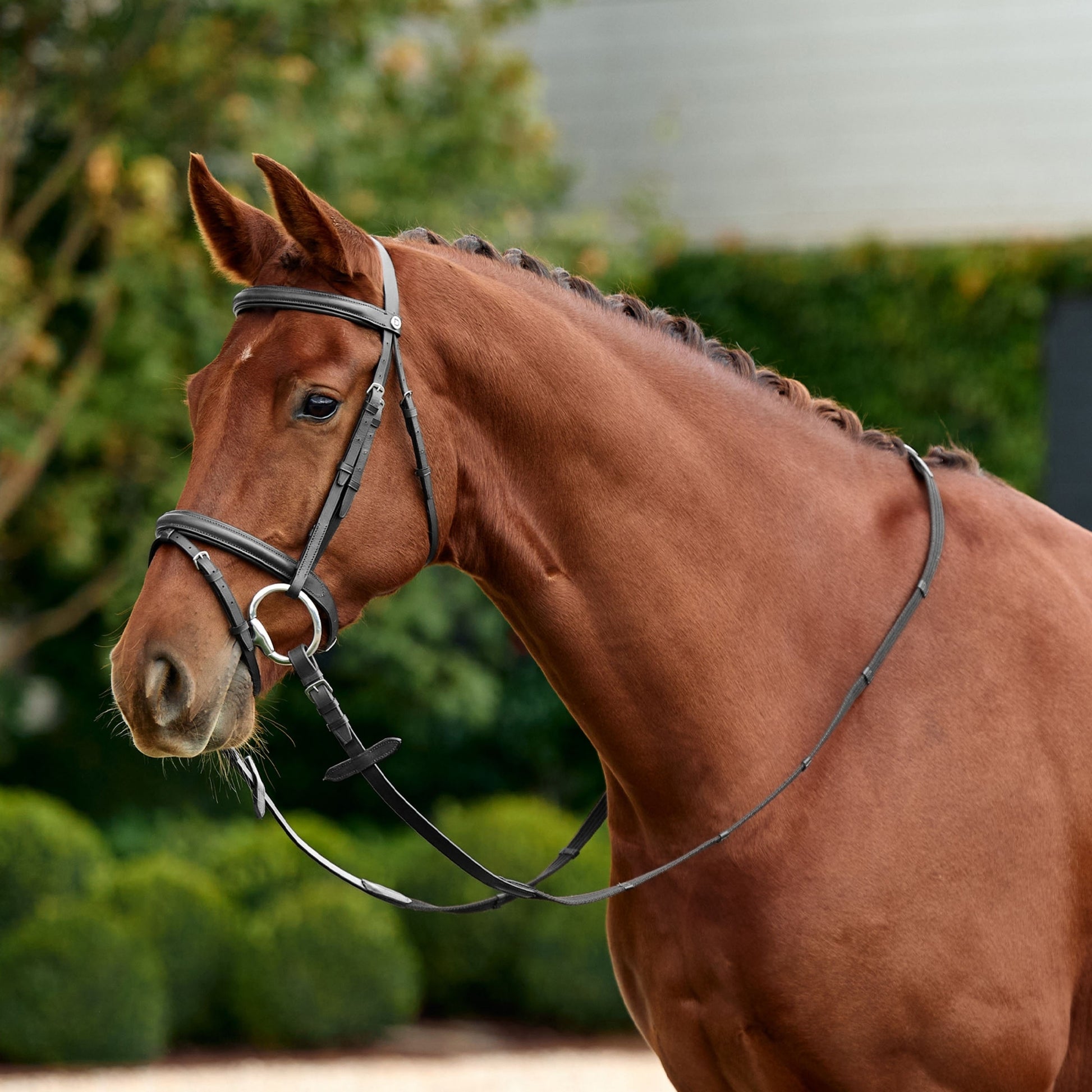 Dublin Flash Bridle