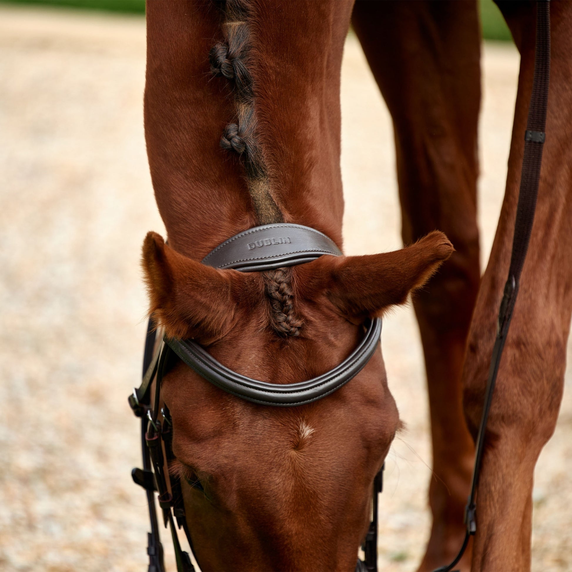 Dublin Padded Flash Bridle