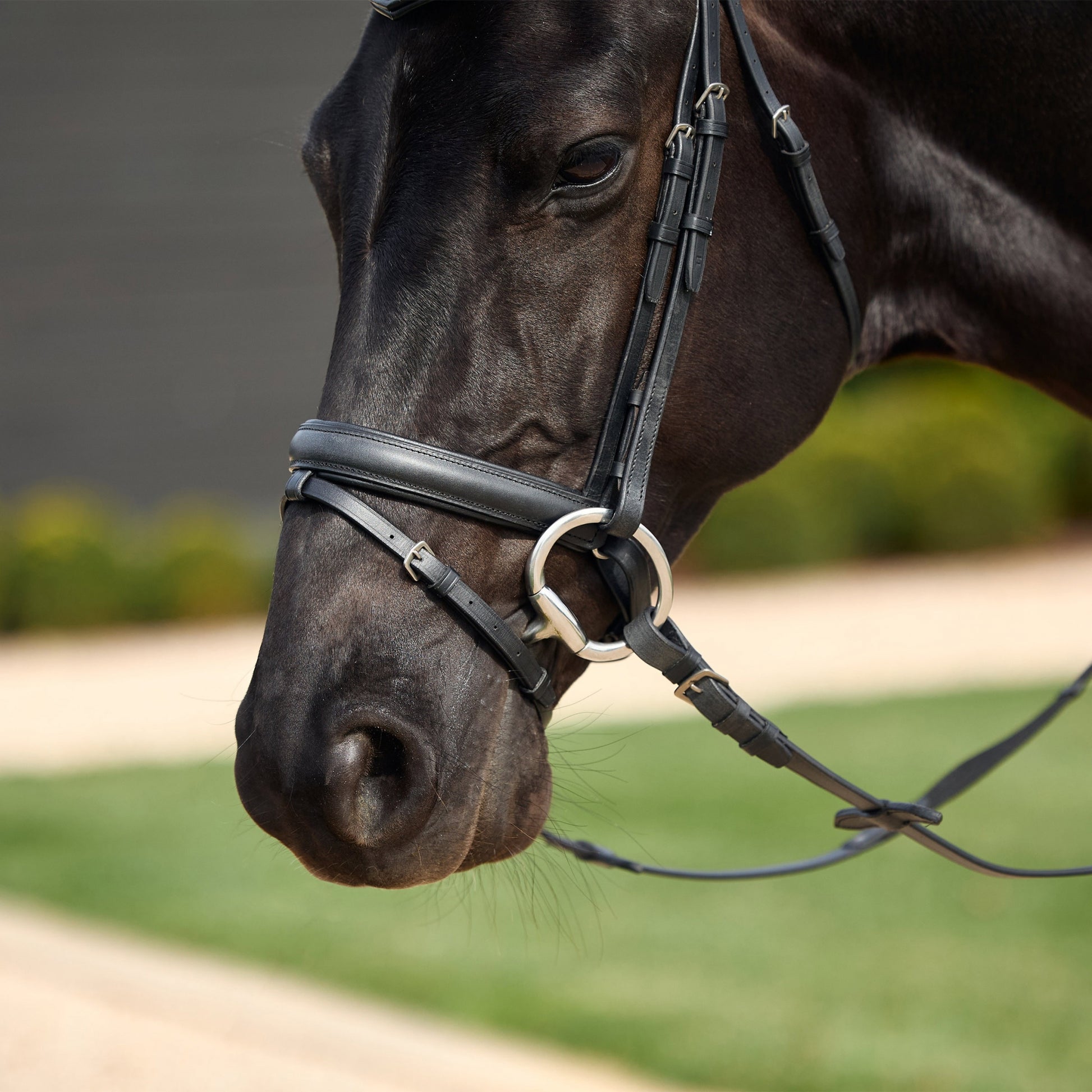 Dublin Crystal Flash Bridle