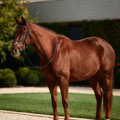Dublin Padded Fancy Stitch Grackle Bridle