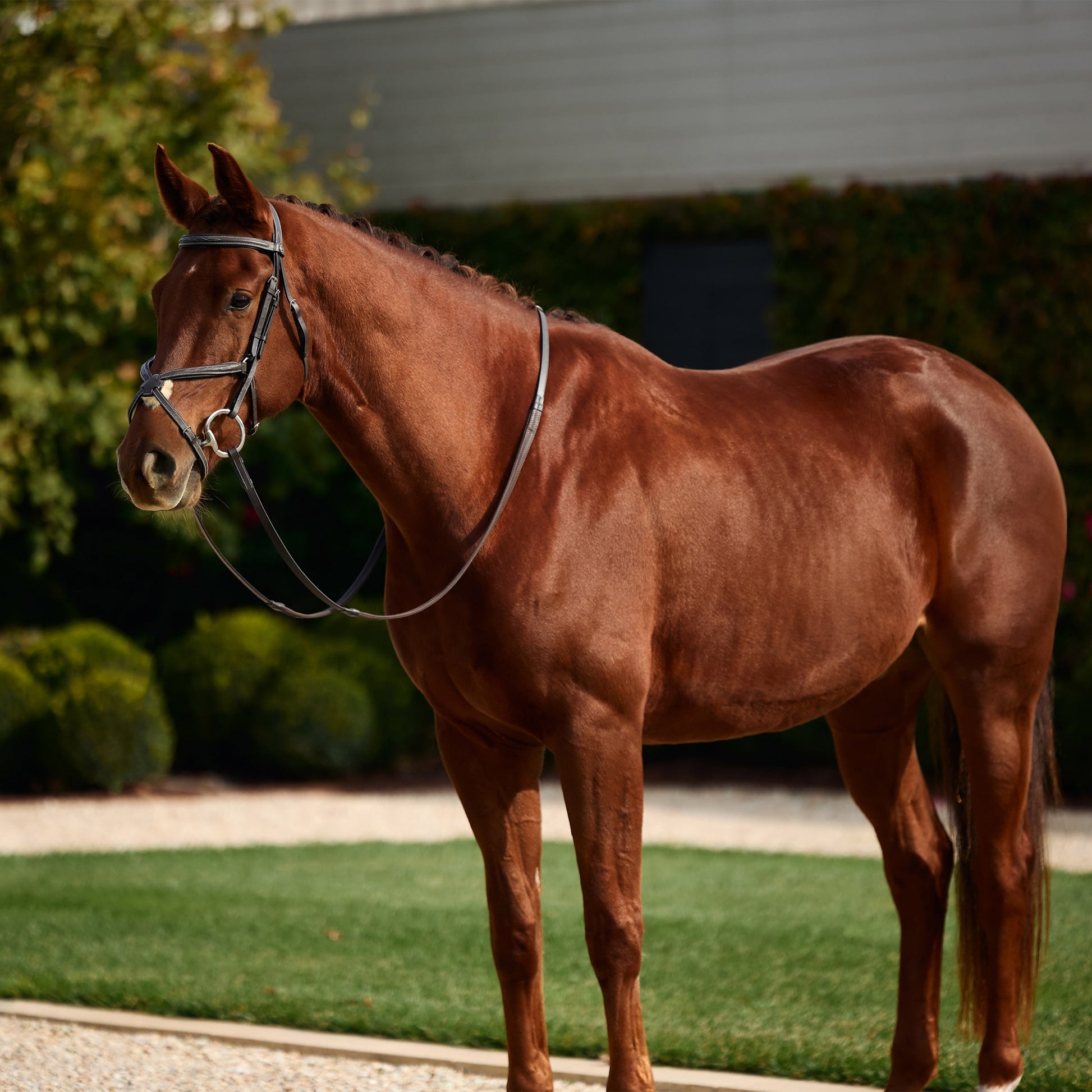 Dublin Padded Fancy Stitch Grackle Bridle