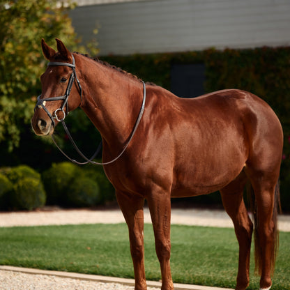 Dublin Padded Fancy Stitch Grackle Bridle