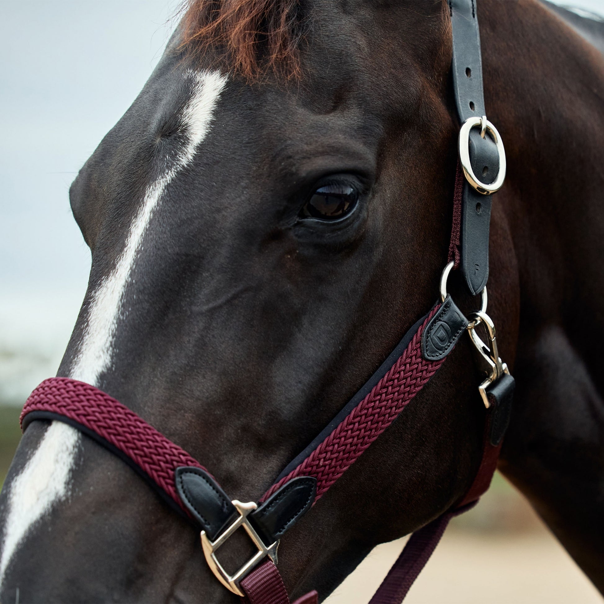 Dublin Braided Leather Headcollar