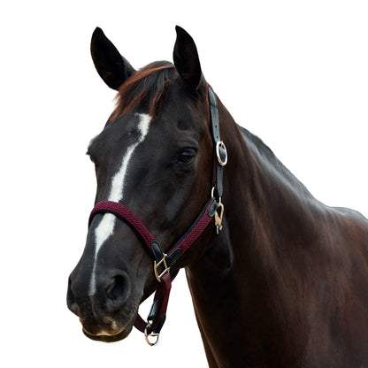 Dublin Braided Leather Headcollar