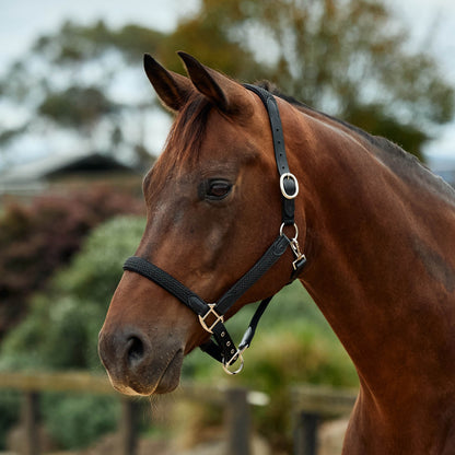 Dublin Braided Leather Headcollar