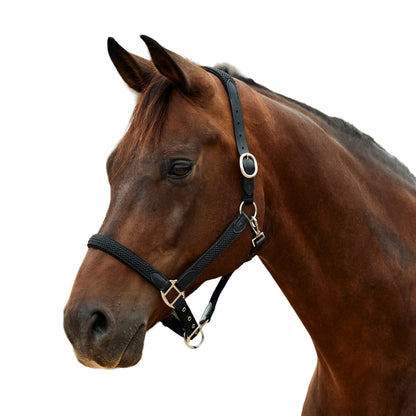 Dublin Braided Leather Headcollar