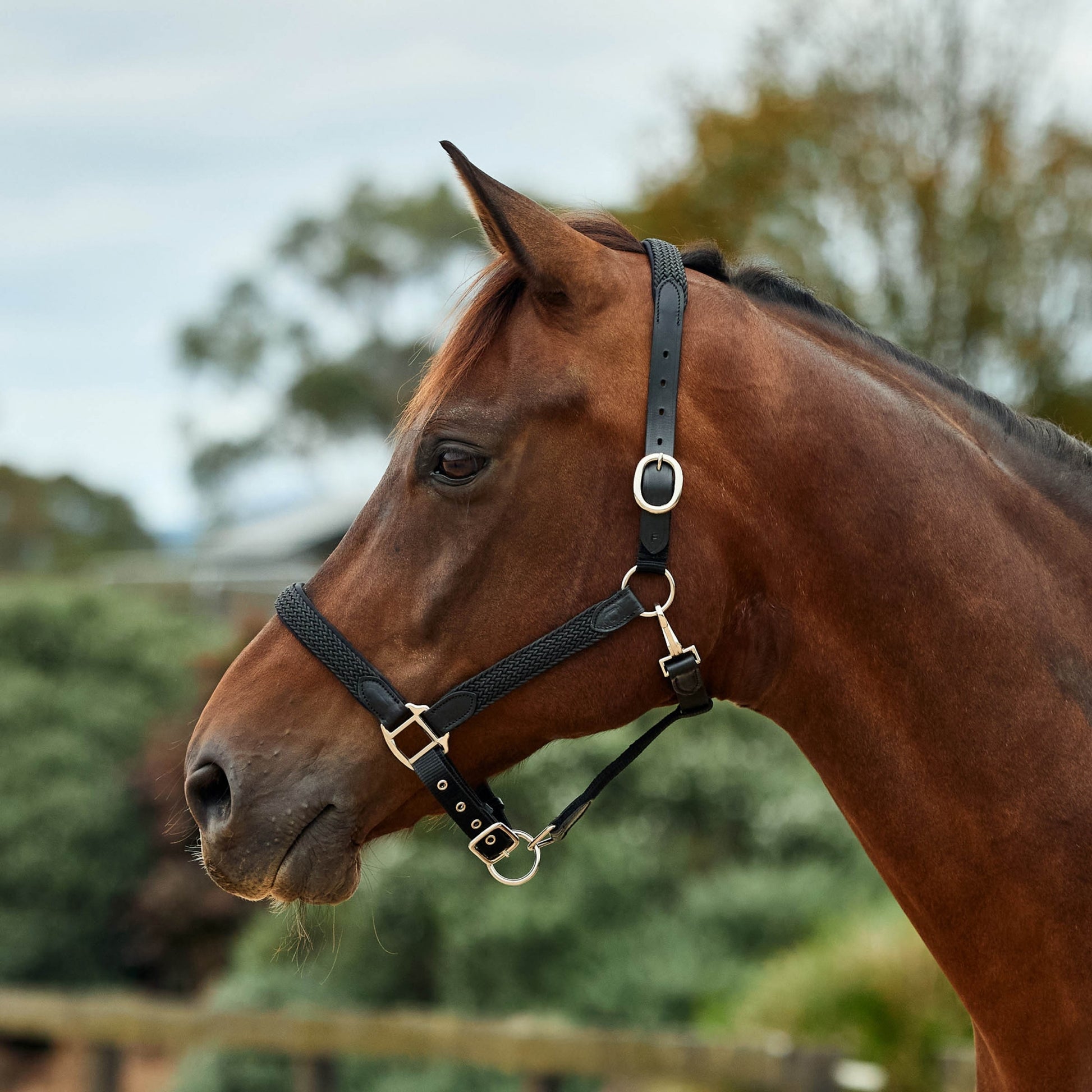 Dublin Braided Leather Headcollar