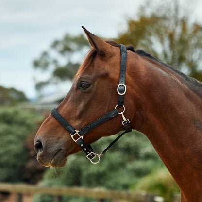 Dublin Braided Leather Headcollar