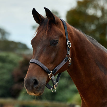 Dublin Braided Leather Headcollar