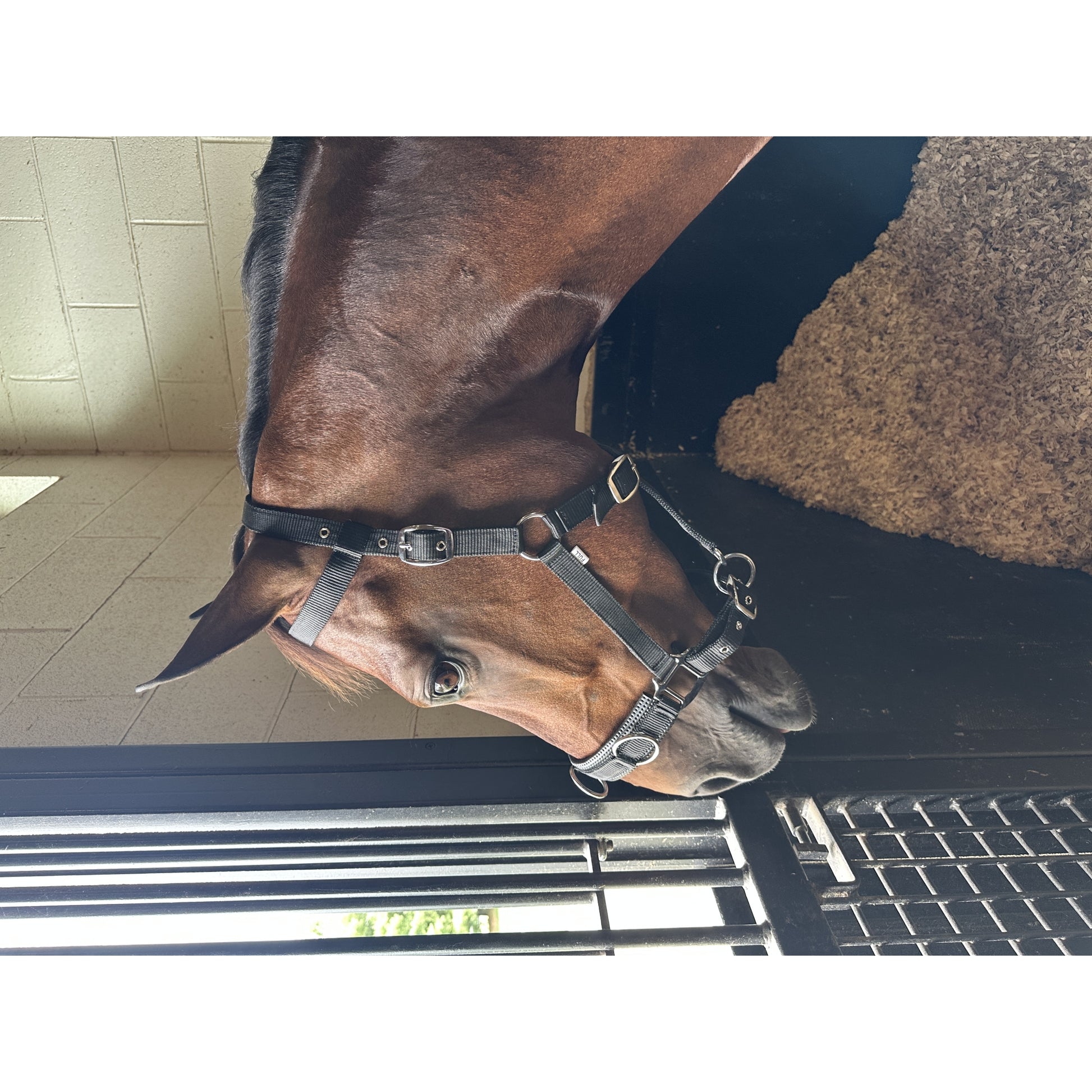 Huntley Equestrian Nylon Padded Lunging Caveson