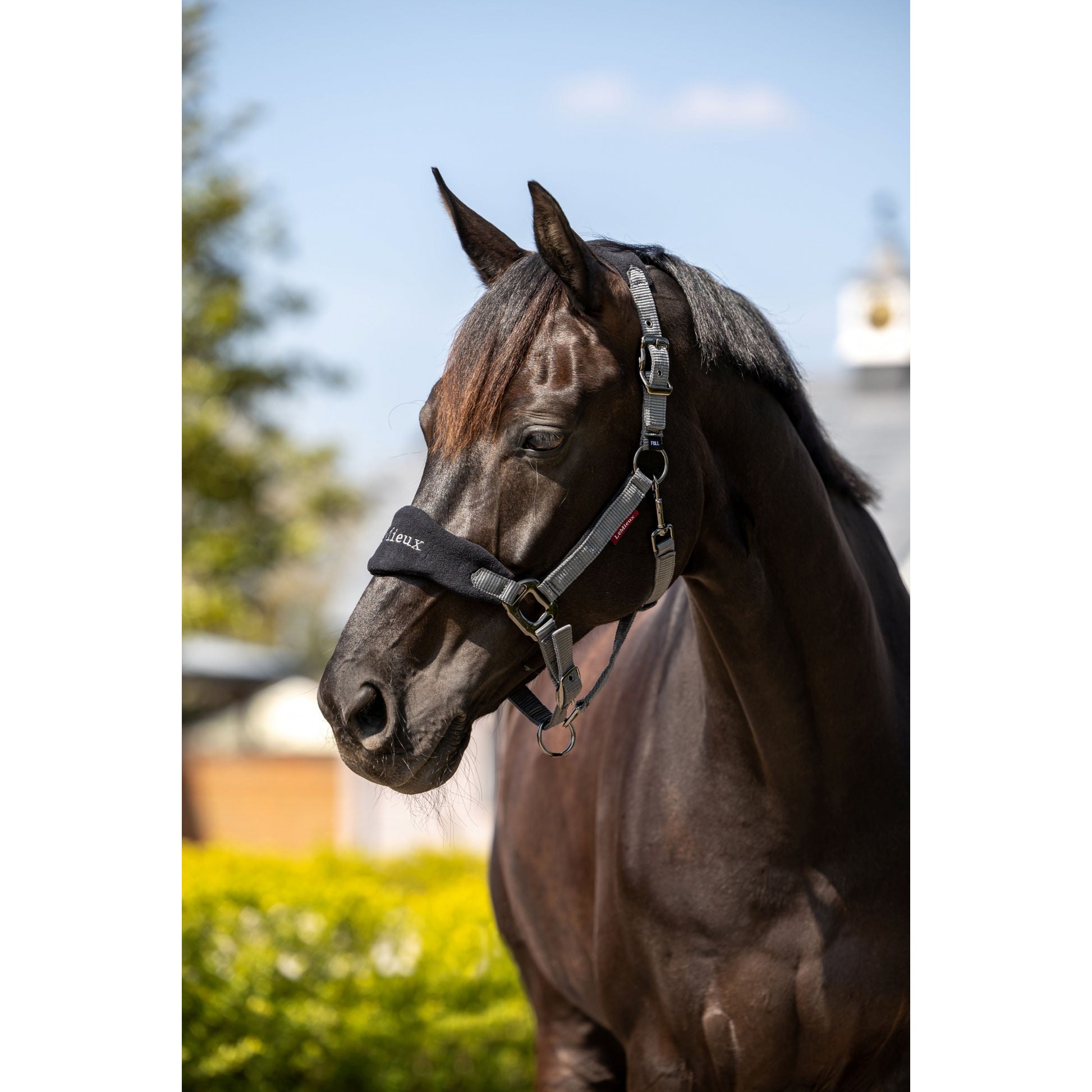 Lemieux Vogue Halter & Leadrope