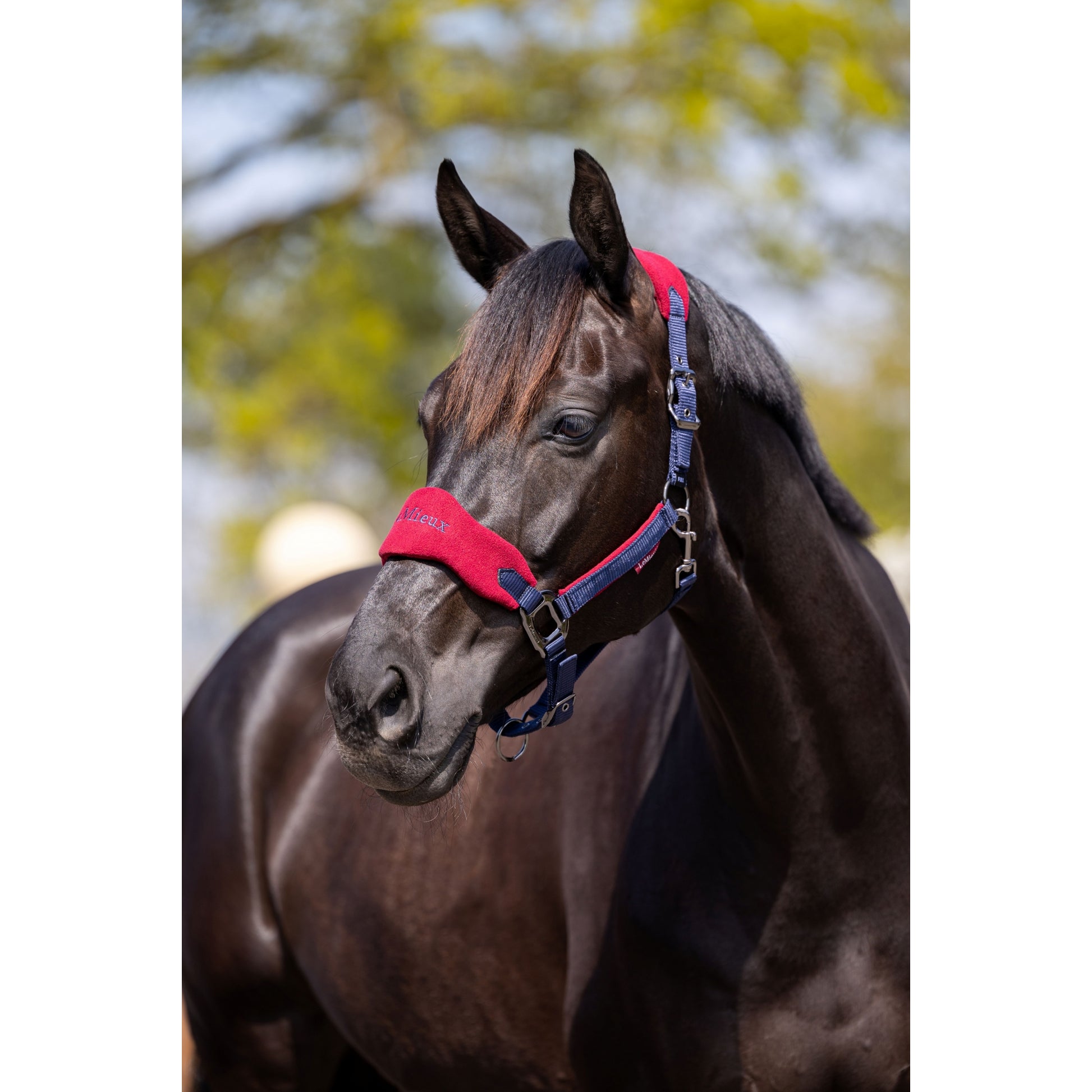 Lemieux Vogue Halter & Leadrope