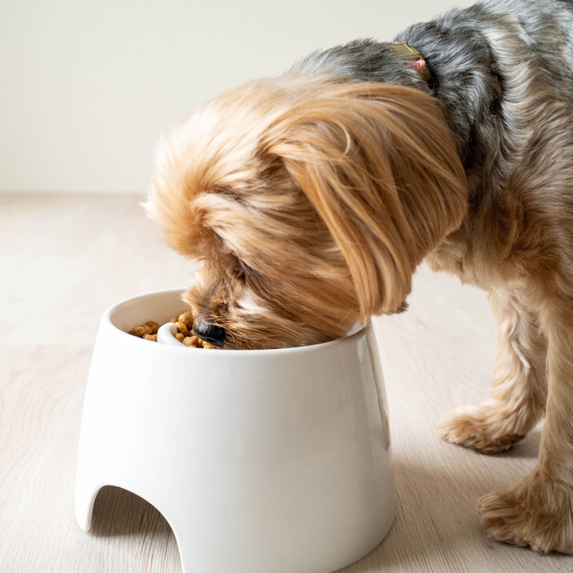 Richell Raised Slow Feeder Bowl