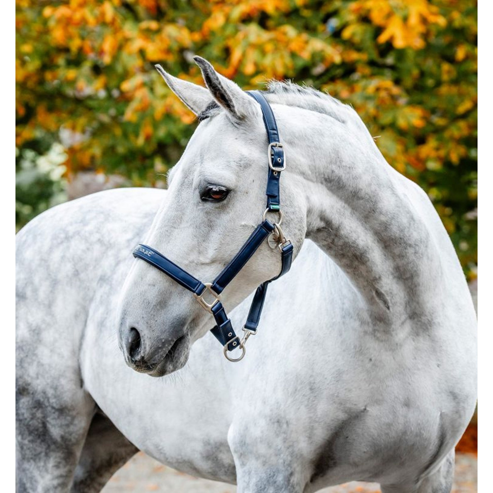 Horseware Grooming Headcollar