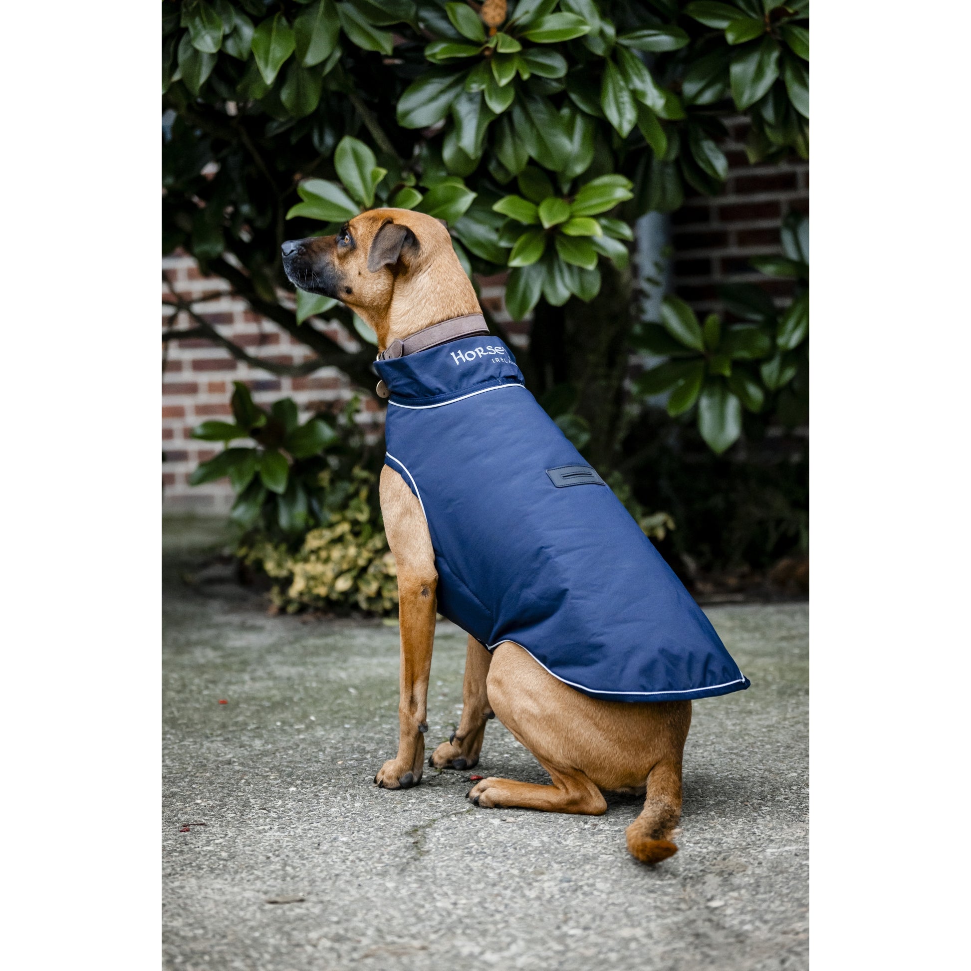Horseware Signature Dog Rain Coat 100g