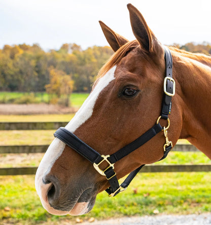 Intrepid Premium Nylon Breakaway Halter with Padded Crown/Nose