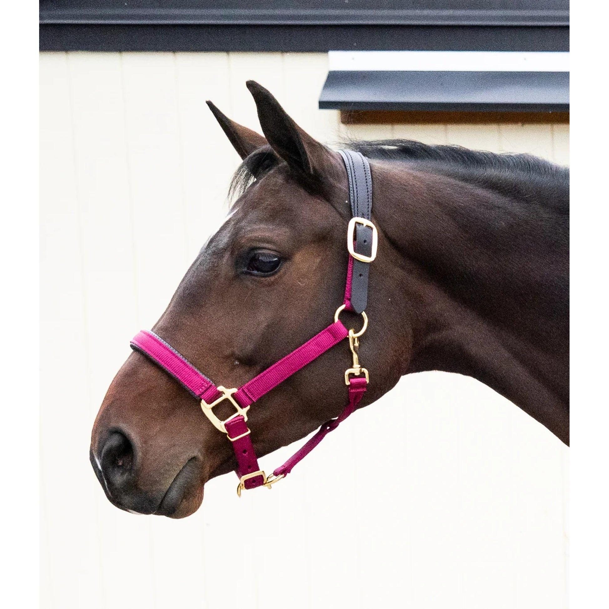 Intrepid Premium Nylon Breakaway Halter with Padded Crown/Nose