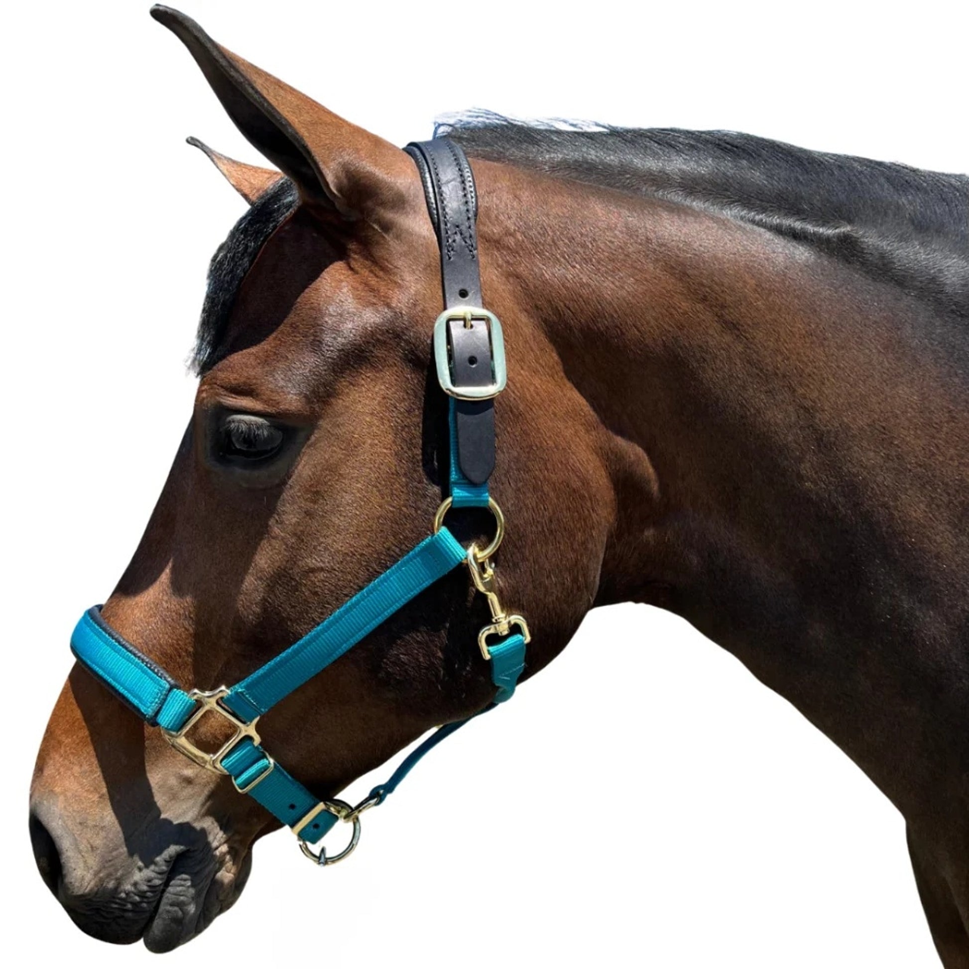 Intrepid Premium Nylon Breakaway Halter with Padded Crown/Nose